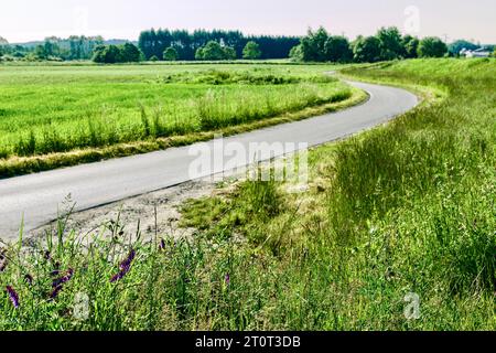 Route rurale sinueuse dans le jardin avec des pommiers et de l'herbe verte Banque D'Images