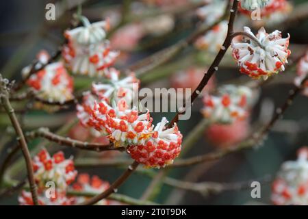 Edgeworthia chrysantha Red Dragon, arbuste chinois caduque à floraison hivernale, inflorescences arrondies de fleurs rouges orangées Banque D'Images