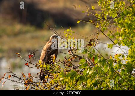 Harrier des marais eurasiens ou Circus spilonotus portrait ou gros plan perché sur un arbre avec fond vert naturel au parc national de keoladeo ou bharatpur Banque D'Images