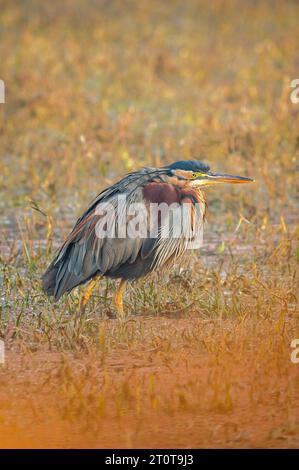 héron violet ou ardea purpurea gros plan d'art ou portrait dans la saison d'hiver lumière du lever du soleil au parc national de keoladeo ou sanctuaire d'oiseaux de bharatpur inde Banque D'Images