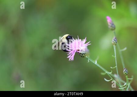 Macro d'un bourdon de l'est pollinisant une herbacée tachetée dans l'aire de conservation Lynde Shores à Pickering, Ontario, Canada Banque D'Images