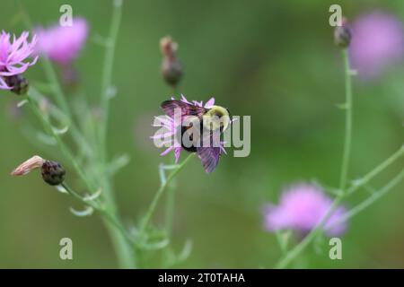 Macro d'un bourdon de l'est pollinisant une herbacée tachetée dans l'aire de conservation Lynde Shores à Pickering, Ontario, Canada Banque D'Images