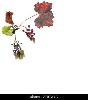 une brindille avec un bouquet de raisins pourris en automne sur un fond transparent Banque D'Images