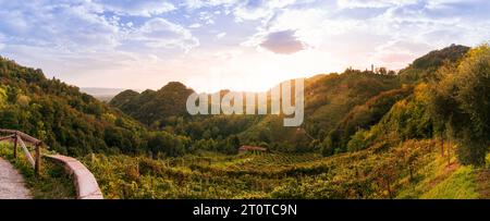Paysage de vignobles de prosecco près de Collagu (Farra di Soligo, Trévise, Italie) sur les collines de Valdobbiadene Conegliano au coucher du soleil. Banque D'Images