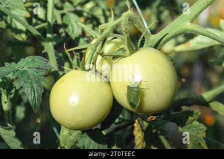 Bug vert puant sur les fruits de légumes de tomate maison dans le jardin biologique, mise au point sélective Banque D'Images