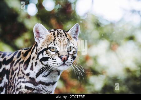 Portrait d'un félin mignon, ocelot Banque D'Images