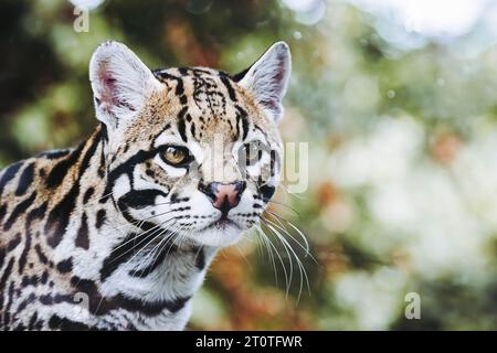 Portrait d'un félin mignon, ocelot Banque D'Images