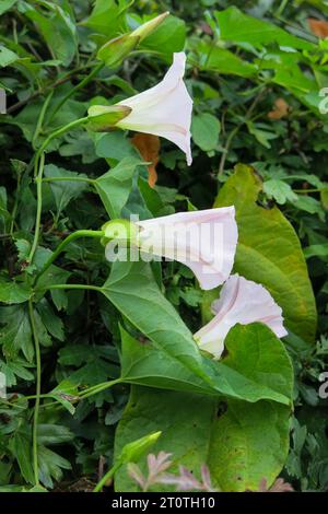 Plante à fleurs d'amande de haie CALYSTEGIA SEPIUM Banque D'Images