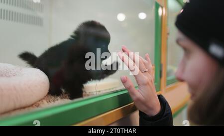 Jeune femme choisissant un nouvel animal de compagnie dans le magasin debout près de la cage avec le petit chiot noir. Fille caucasienne jouant avec Spitz japonais derrière le verre au magasin d'animaux. Adorable petit ami moelleux Banque D'Images