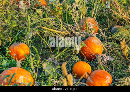 Plusieurs citrouilles oranges exposées dans un champ de citrouilles au coucher du soleil en automne Banque D'Images