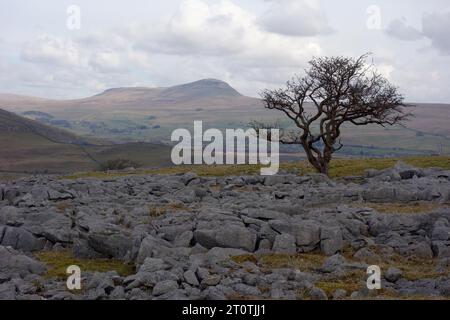 Pen-y-ghent et Lone Hawthorne Tree poussant sur un trottoir calcaire sur le dessus de Pot SCAR à Ribblesdale, parc national de Yorkshire Dales, Angleterre, Royaume-Uni. Banque D'Images