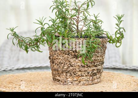 Moisissure poussant sur le pot de fleur de matériau de roseau naturel à l'extérieur sur le balcon de la maison, temps trop humide. Banque D'Images