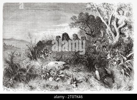 Chasse au lion. Afrique. Aventures et chasses du voyageur Charles John Andersson en Afrique australe de 1850 à 1860. Illustration ancienne du 19e siècle par Gustave doré (1832 - 1883) du Tour du monde 1860 Banque D'Images