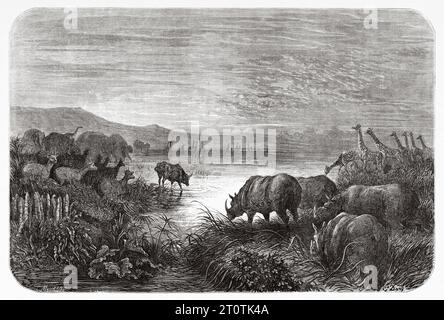 Les animaux de savane buvaient de l'eau dans un étang au crépuscule, en Afrique. Aventures et chasses du voyageur Charles John Andersson en Afrique australe de 1850 à 1860. Illustration ancienne du 19e siècle par Gustave doré (1832 - 1883) du Tour du monde 1860 Banque D'Images
