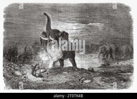 Chasseur surpris par un éléphant, Afrique. Aventures et chasses du voyageur Charles John Andersson en Afrique australe de 1850 à 1860. Illustration ancienne du 19e siècle par Gustave doré (1832 - 1883) du Tour du monde 1860 Banque D'Images