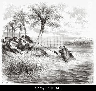 Peuple indigène capturant un hippopotame avec un harpon, Afrique. Aventures et chasses du voyageur Charles John Andersson en Afrique australe de 1850 à 1860. Illustration ancienne du 19e siècle par Gustave doré (1832 - 1883) du Tour du monde 1860 Banque D'Images