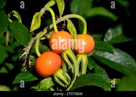 Wild Rose HIPS 'Seed Pods' de Wild Roses (Shrub Rose) cultivé dans un Cottage Garden à Salisbury, Wiltshire, Angleterre, Royaume-Uni. Banque D'Images