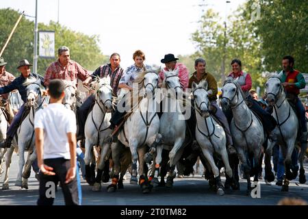 Abrivado pendant la Feria du riz, fête du riz, Arles, Provence, France. Banque D'Images