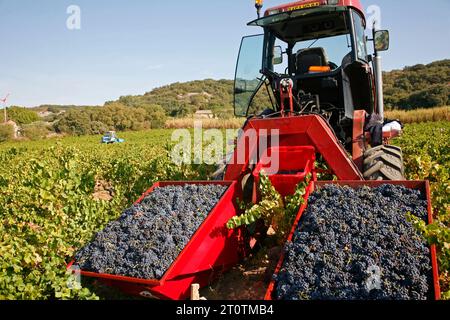 Vendanges dans les vignobles autour de Châteauneuf du Pape, Vaucluse, Provence, France. Banque D'Images