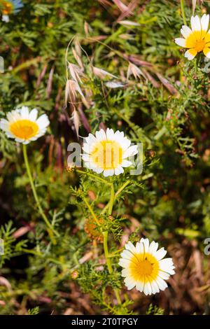 Layia platyglossa fleurs communément appelées tidytips côtières poussant dans un champ de verdure Banque D'Images