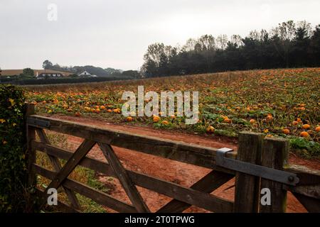 Patch de citrouille dans Devon Field Banque D'Images