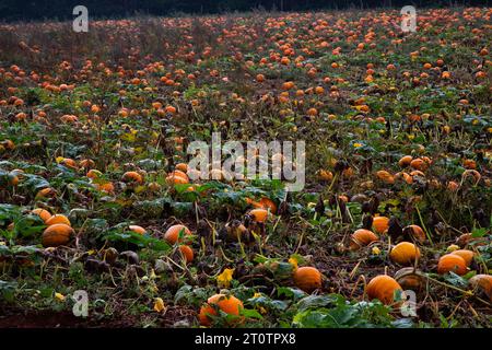 Patch de citrouille dans Devon Field Banque D'Images