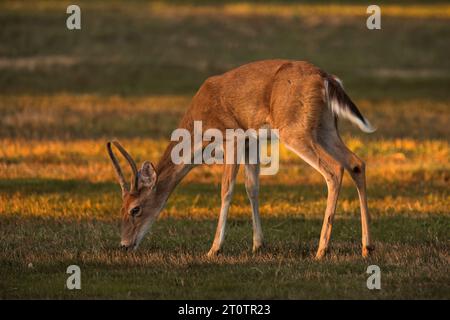 Jeune buck de cerf à queue blanche dans le champ pendant le magnifique coucher de soleil Banque D'Images