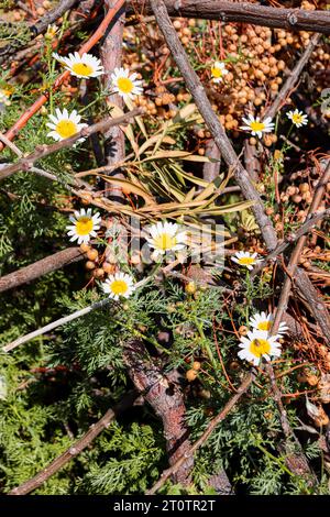 Layia platyglossa fleurs communément appelées tidytips côtières poussant dans un champ de verdure Banque D'Images