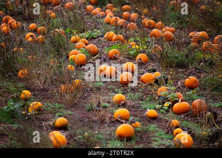 Patch de citrouille dans Devon Field Banque D'Images