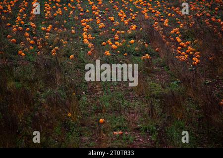 Patch de citrouille dans Devon Field Banque D'Images