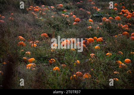 Patch de citrouille dans Devon Field Banque D'Images