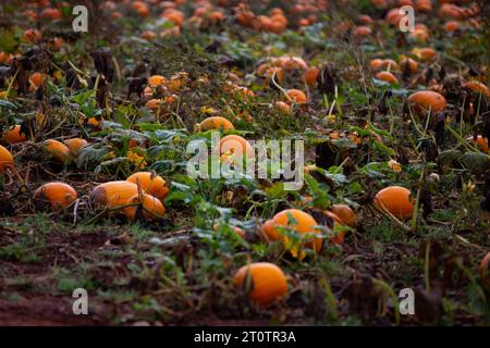 Patch de citrouille dans Devon Field Banque D'Images