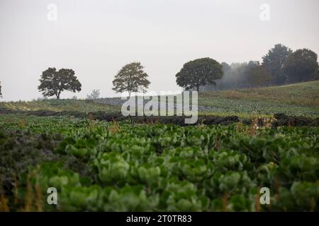 Darts Farm dans le Devon distance photographié avec des cultures et des arbres en arrière-plan Banque D'Images