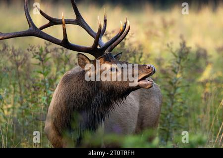 Un Bull Elk Lip Curling Banque D'Images