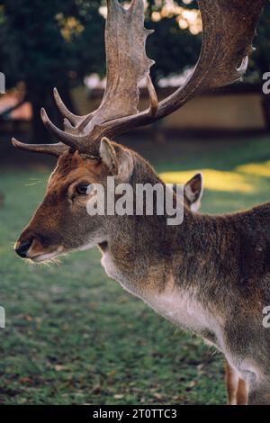 Groupe de cerfs dans la cour du château de Niemodlin Banque D'Images