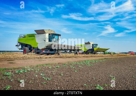 Champ d'automne avec récolteuse sur fond de ciel. La récolteuse agricole recueille la récolte dans le champ Banque D'Images