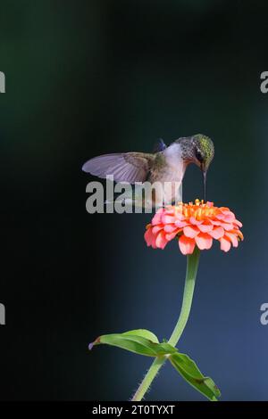 Un bel oiseau s'élevant contre un ciel bleu vif, ses ailes entièrement étendues et perché au sommet d'une fleur rose vibrante Banque D'Images