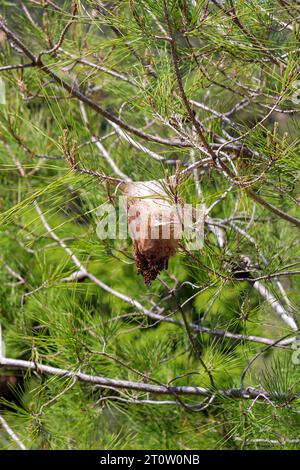 Nid de cocon noir et blanc de Fritillaire du Golfe (papillon de la passion) suspendu aux branches d'arbres Banque D'Images