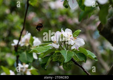 Un bourdon (bombus) s'éloigne de la fleur d'un pommier (Malus domestica) Banque D'Images