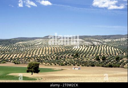 Paysage rural de montagne avec maison de ferme et oliveraies dans le sud-est de l'Espagne, Europe Banque D'Images