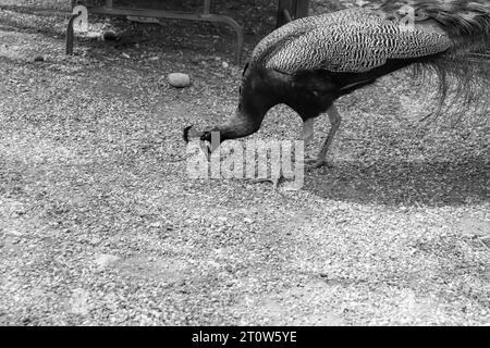 Peacock (Peafowl, Peachicken) manger sur le sol au parc d'attraction touristique Seven Springs (Epta Piges) célèbre en noir et blanc Banque D'Images