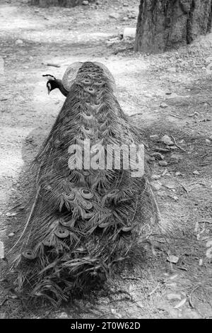 Queue de train de paon noir et blanc (Peafowl, Peachicken) fermée par derrière au célèbre parc touristique de Seven Springs (Epta Piges) Banque D'Images