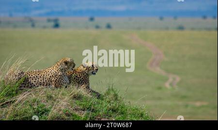 Guépard africain de Maasai Mara Kenya, Afrique, guépard, frères guépard, quatre frères guépard Banque D'Images