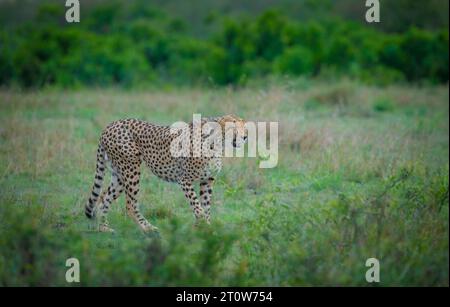 Guépard africain de Maasai Mara Kenya, Afrique, guépard, frères guépard, quatre frères guépard Banque D'Images