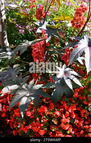 haricot de ricin rouge dans le jardin Banque D'Images