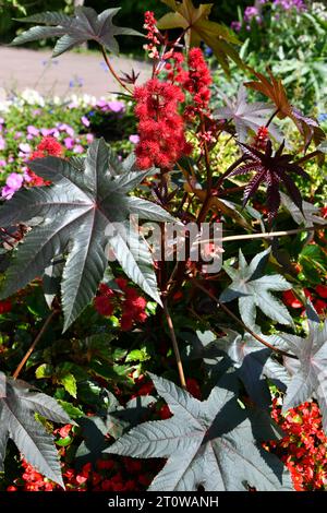 haricot de ricin rouge dans le jardin Banque D'Images