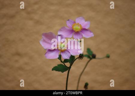 Anémone d'automne rose contre un mur Banque D'Images