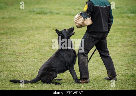 Berger allemand noir faisant le travail de morsure et de défense avec le maître-chien de police. Formation à l'obéissance des animaux Banque D'Images