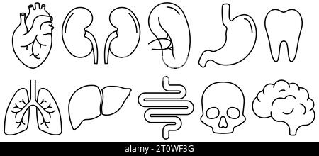 Ensemble d'icônes d'organes internes humains. Illustration vectorielle. SPE 10. Illustration de Vecteur