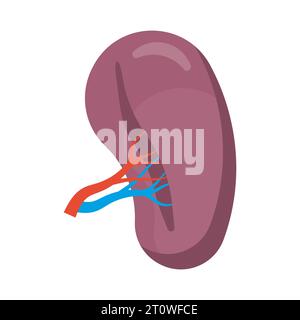 Rate humaine. Icône d'organe humain. Illustration vectorielle. SPE 10. Illustration de Vecteur